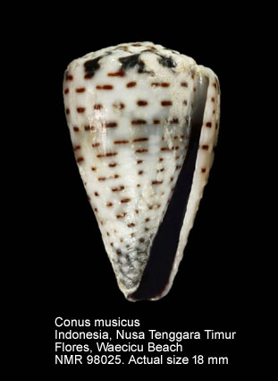 Conus musicus (10).jpg - Conus musicus Hwass in Bruguière,1792